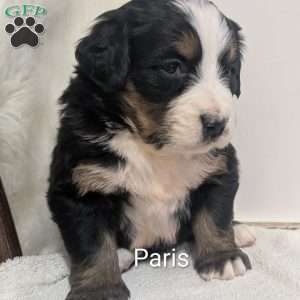 Paris, Bernese Mountain Dog Puppy